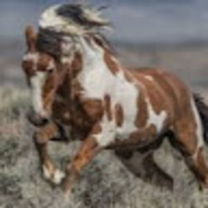 Meet your Posher, Libby